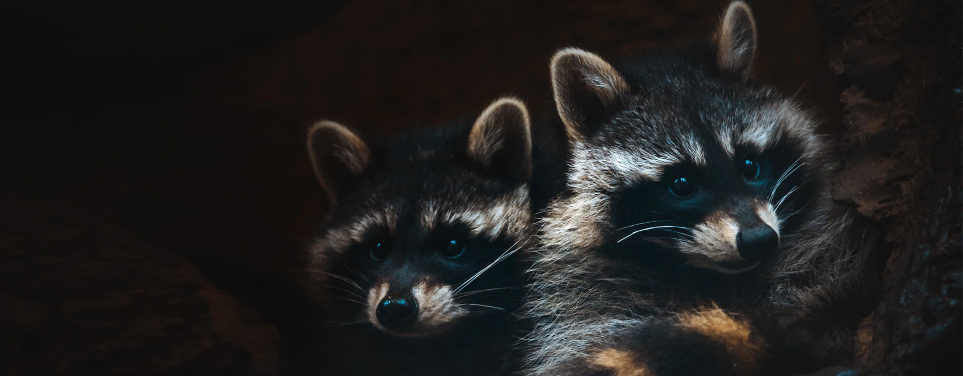 close up shot of two raccoon