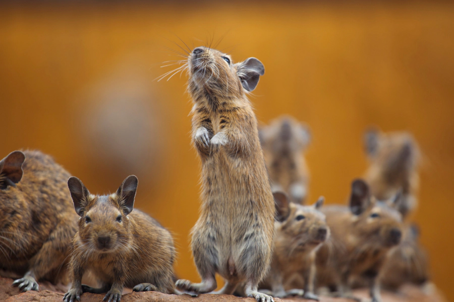 group of rodents pittsburgh pa