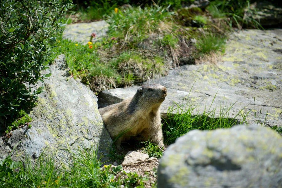small groundhog on landscape rocks pittsburgh pa